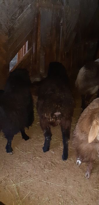 Продам кочкар откормленные