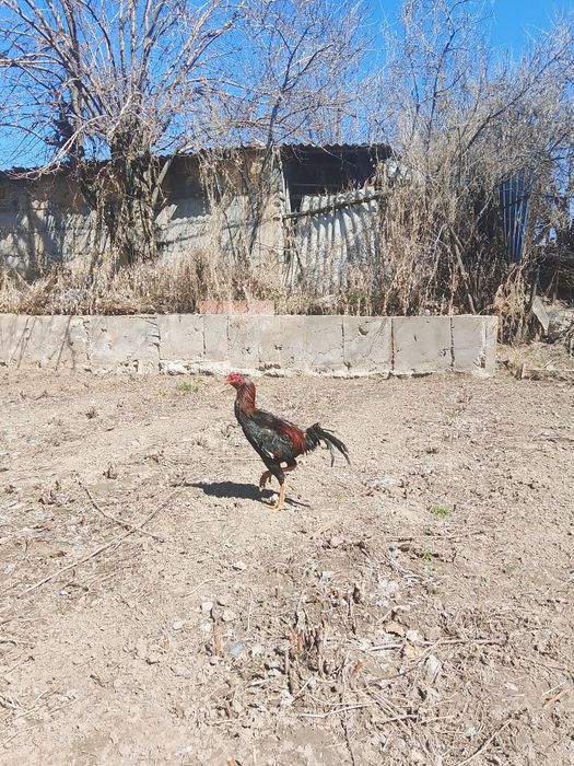 Бойцовская птица