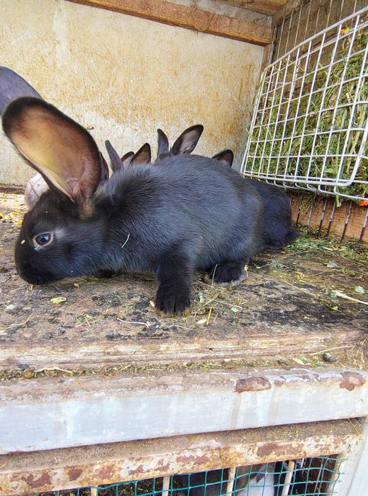 Iepuri de vânzare