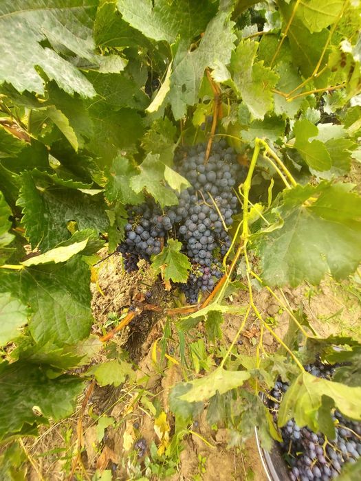 Vînd struguri merlot