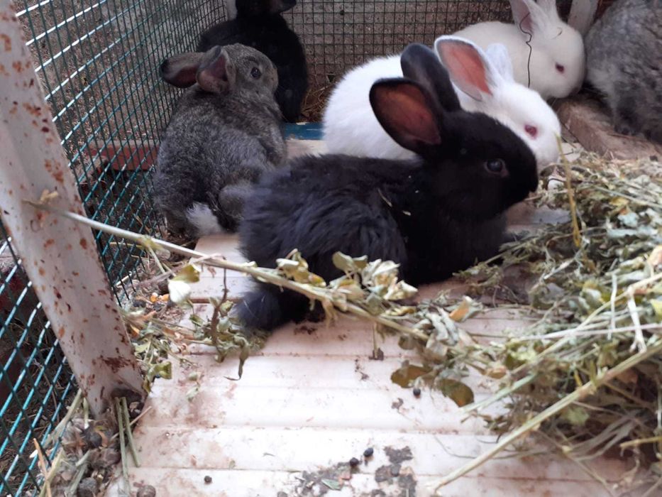 Iepuri berbec german