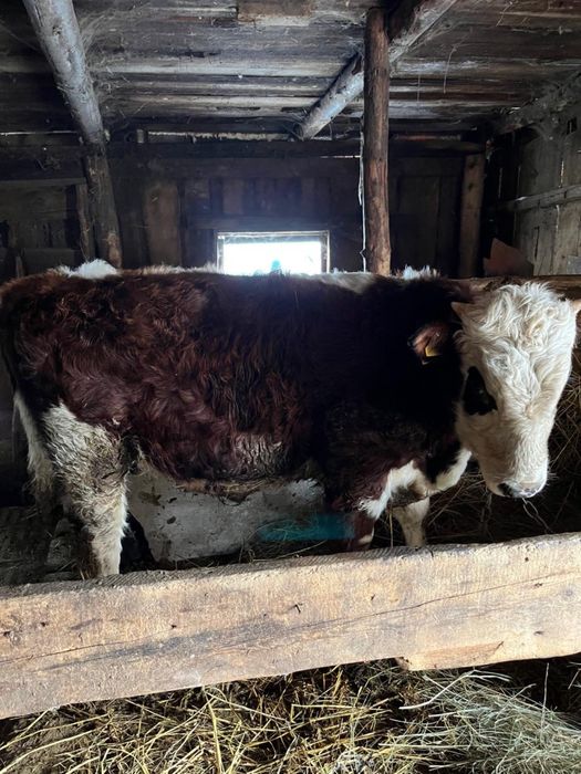 Продам бычка с откорма