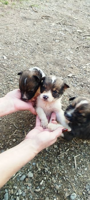 Отдам в хорошие руки щенков