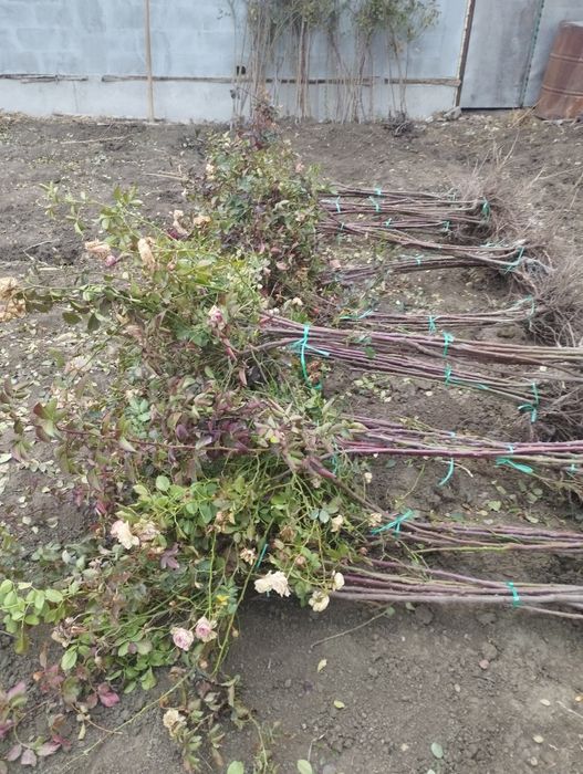 Штампвий гуллар сотилади