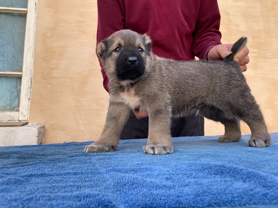 Щенок Турецкого Кангала ( чистокровный )