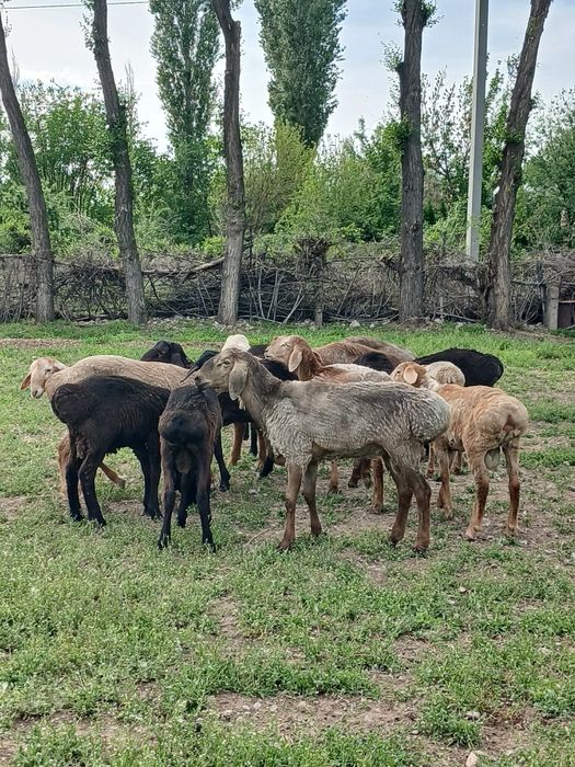 17 бас қошқар сатылады 2 ге толады