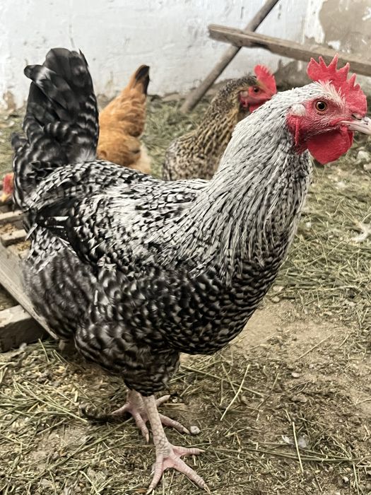 Продам молодых петушков