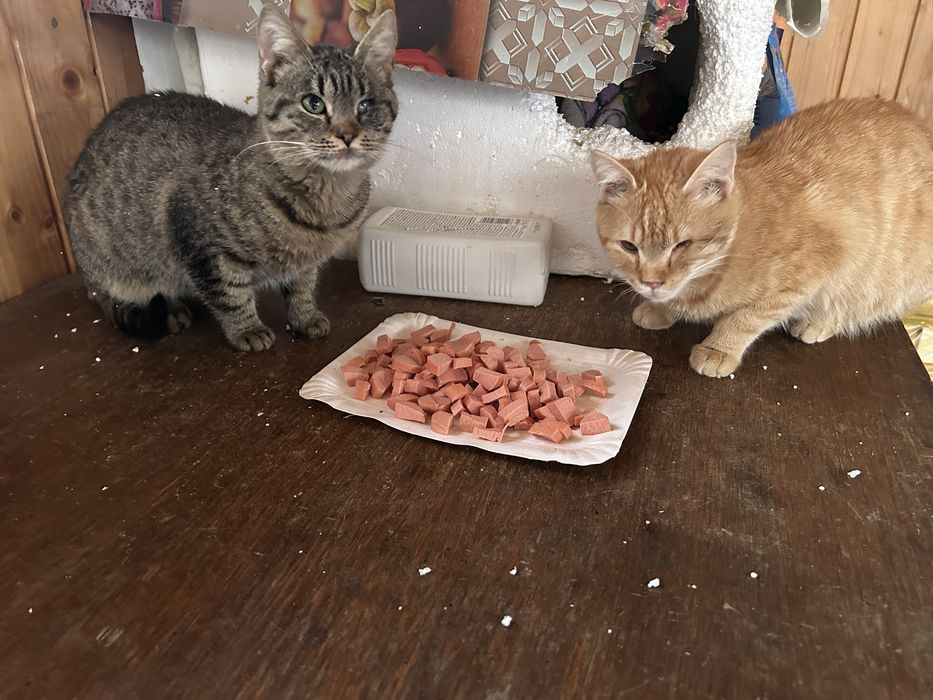 Pisici salvate, în Pantelimon- nevoie de adopție urgenta și îngrijire