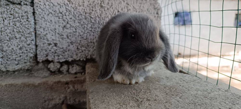 Карликовый баран (декоративные кролики)