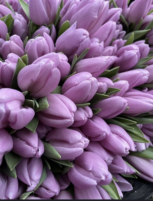 Тюльпаны оптом с бесплатным хранением