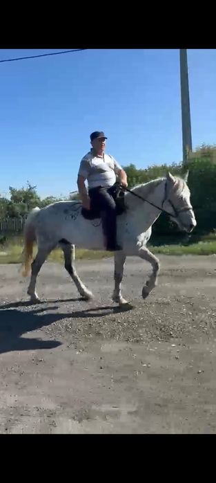 Продам жеребца верхового иноходца