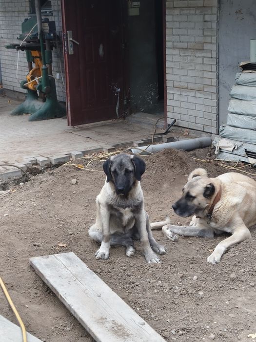Продам щенка турецкого кангала