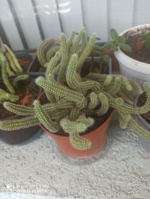 Цъфтящи сукуленти