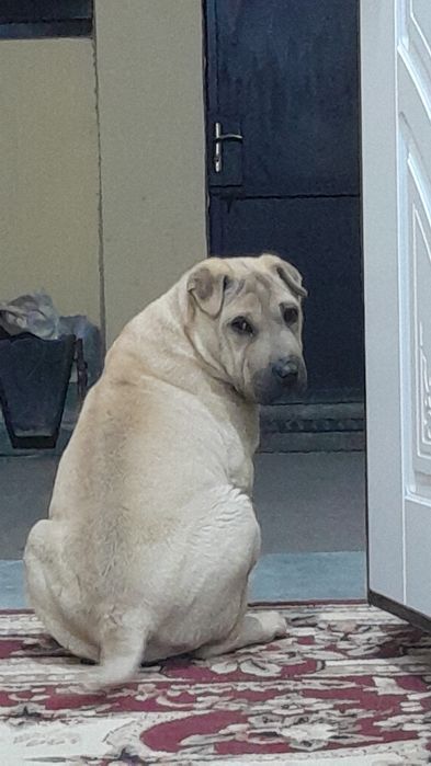 Шенок шарпей продаётся