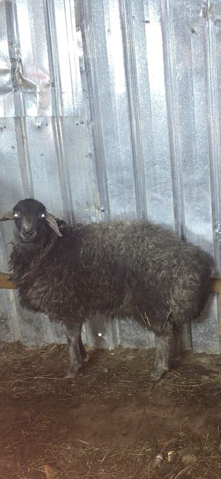 Қой кой тоқты токты