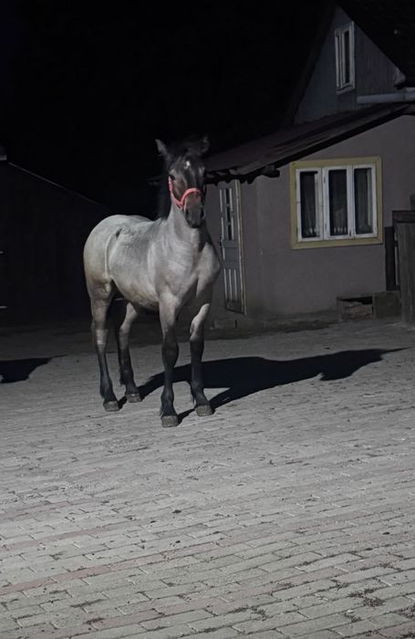 Vând manz de 5 luni