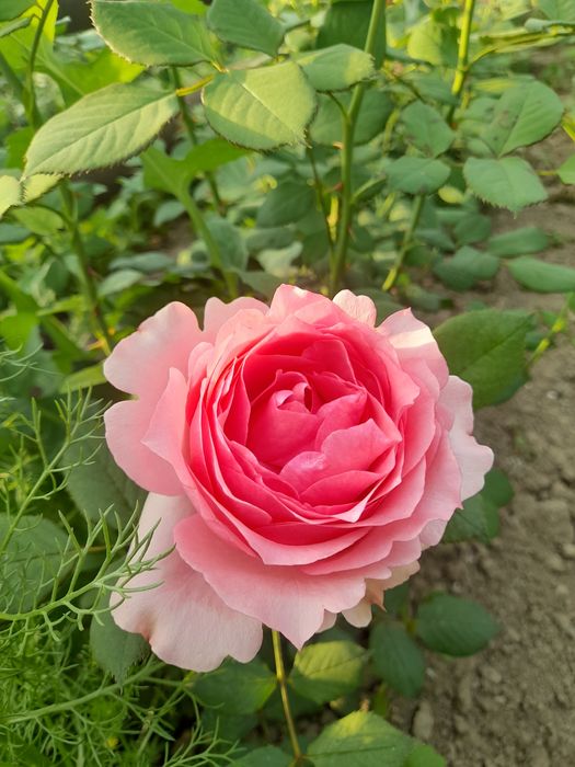 Англиские и Голландские розы