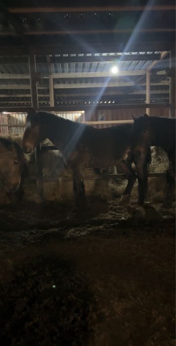 Жеребец полутяж 4 года