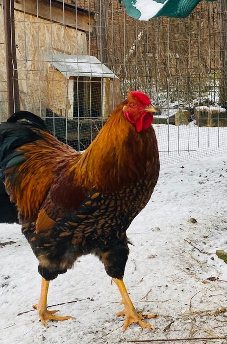 Cocoși Wiandotte de vânzare