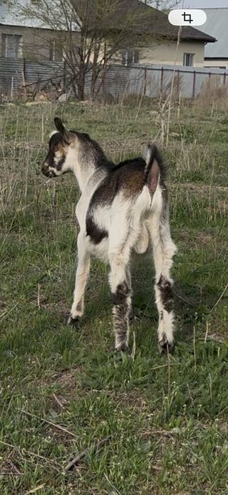 Альпийские козлята, мальчики