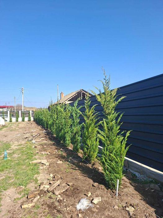 Mesteceni Variați ca Dimensiune – Aspect Natural în Grădina Ta