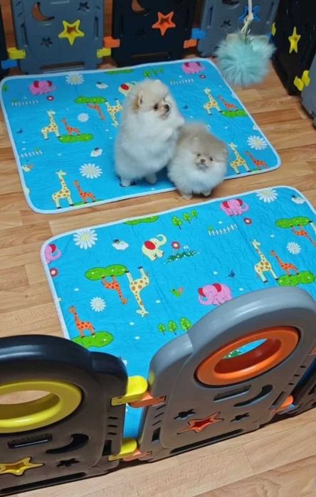 Померан мини baby face