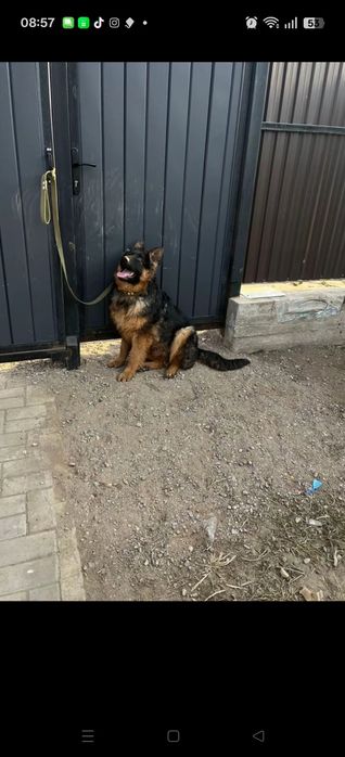 Немецкая овчарка 9 мясецов