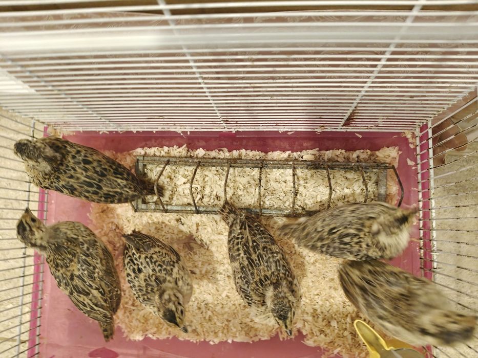 Fazani comuni, 3 săptămâni, 22 lei bucata