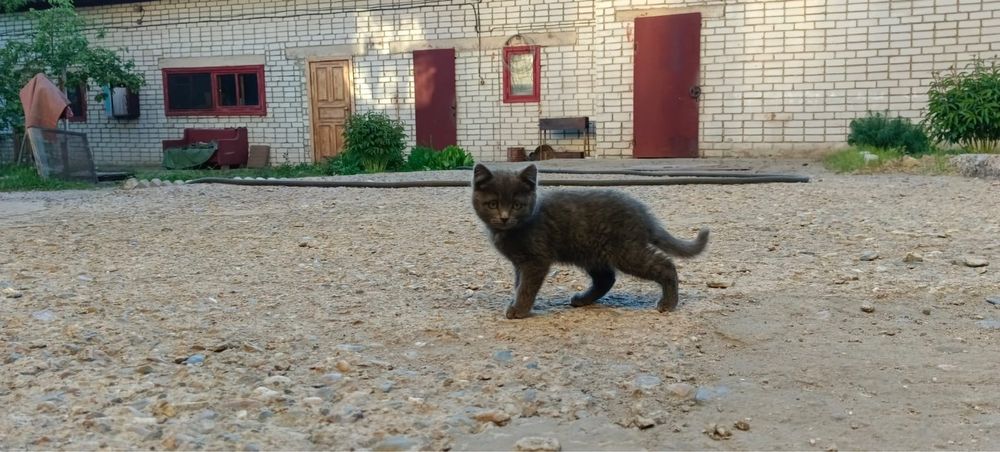 Отдам в хорошие руки