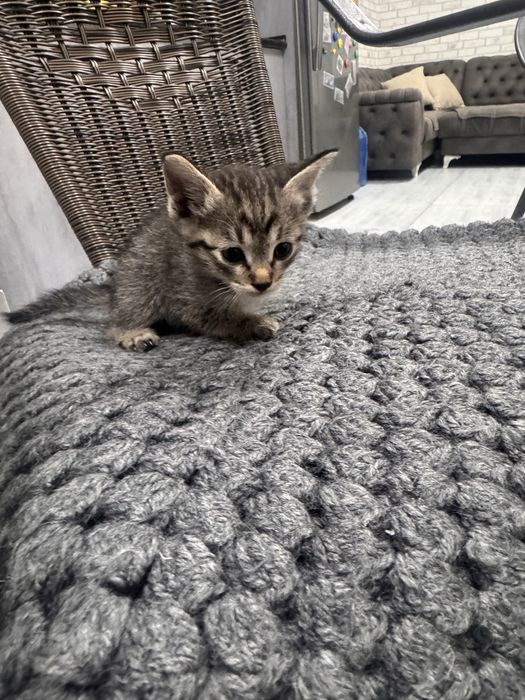 Отдам котенка в хорошие руки
