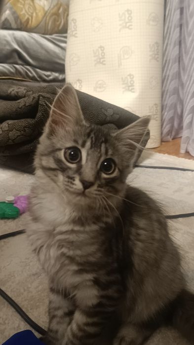 Котёнок мальчик 7 месяцев