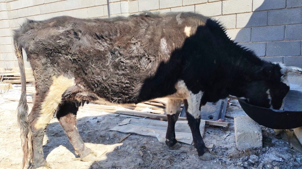 Бұзаулы сиыр сатылады!!