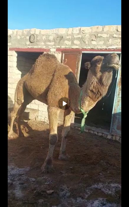 15  жасар үлек сатылады! Доставка бар!  келісім бар!