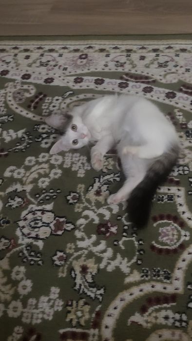 Кошечка ищет дом