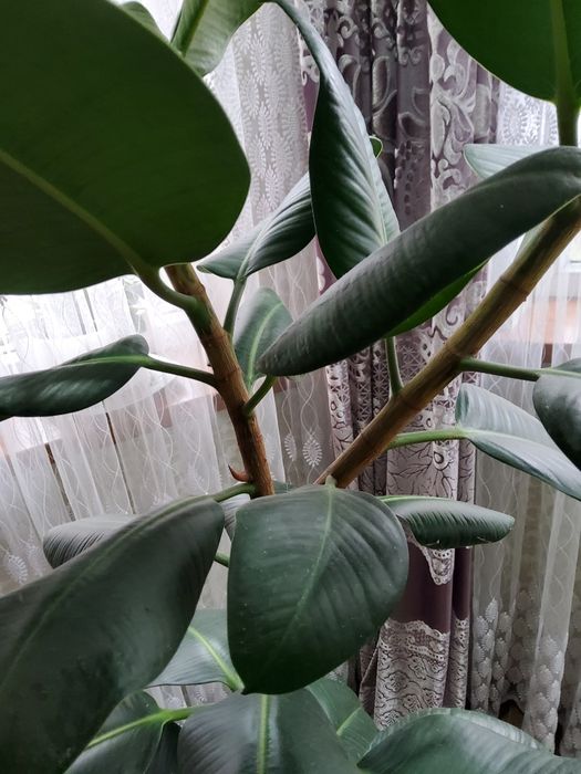 Фикус Роберта (Комнатное растение) 2м