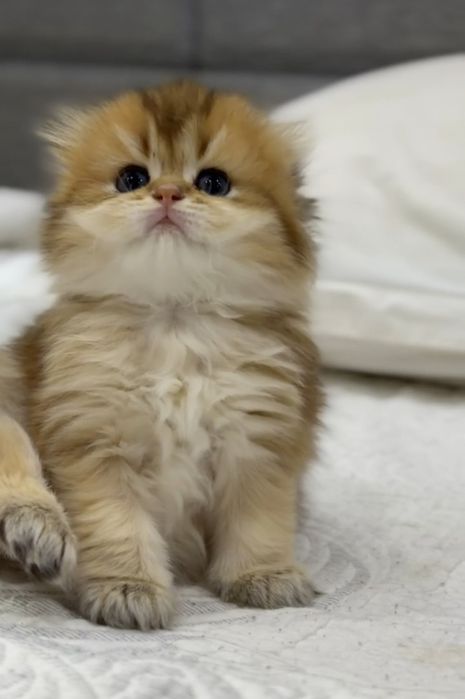 Скотиш фолд золотая шиншилла девочка