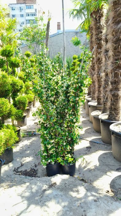 Iasomie alba, galbena, roz la ghiveci cu crestere rapida