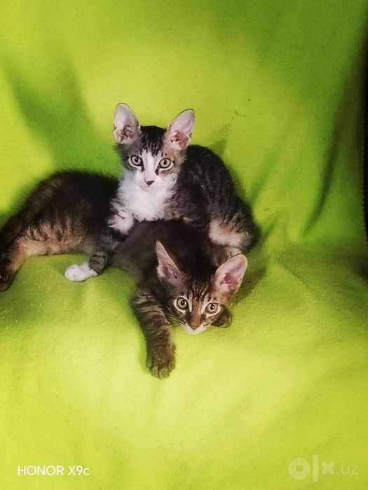 Котята породы свинкс браш