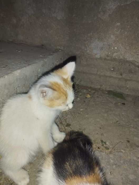 Котята (4 штуки)