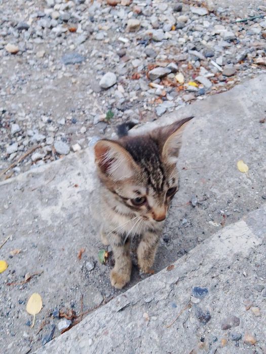 Отдам котят бесплатно