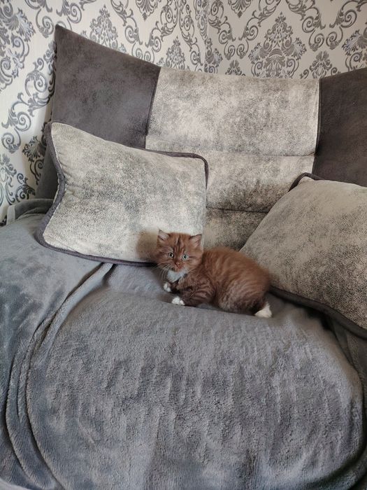 Отдадим котёнка в добрые руки