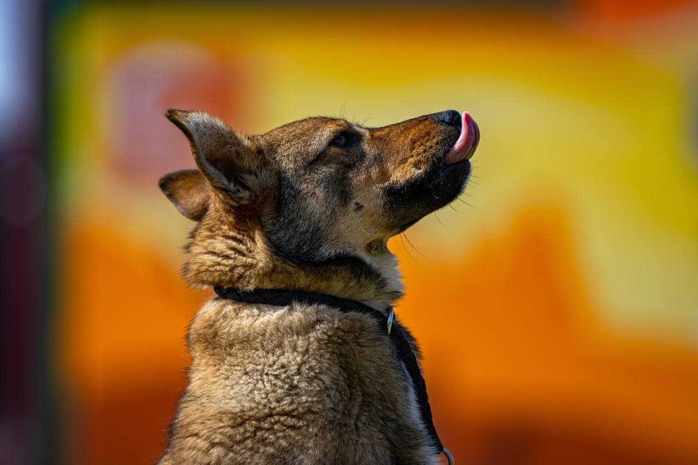 Собака (4 года) в добрые руки