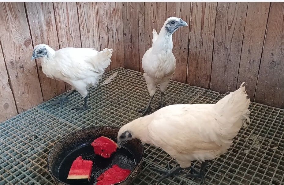 Puicuțe si cocoși Ga H Mong 2025