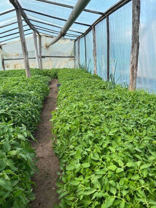 Răsaduri de legume profesionale