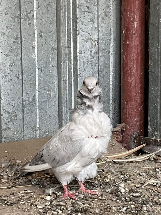 Продам чяек парами .