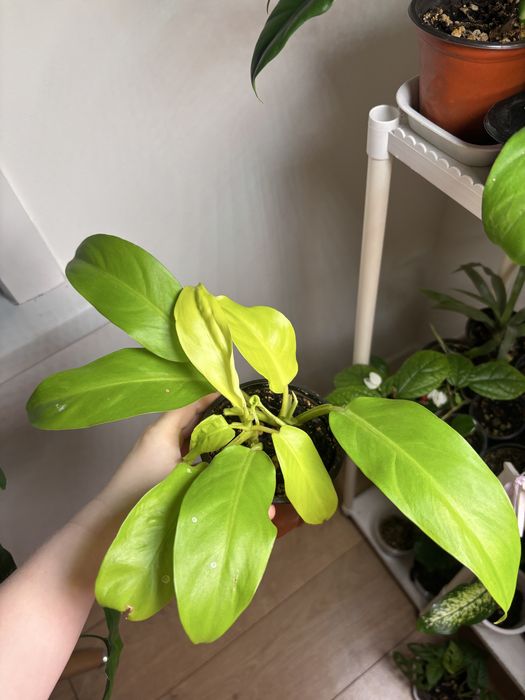 Филодендроны разные