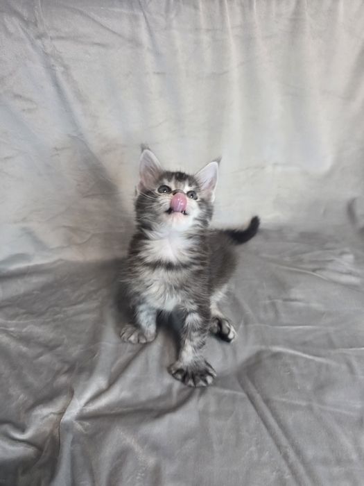 Мейн кун | Мальчик| Полидакт