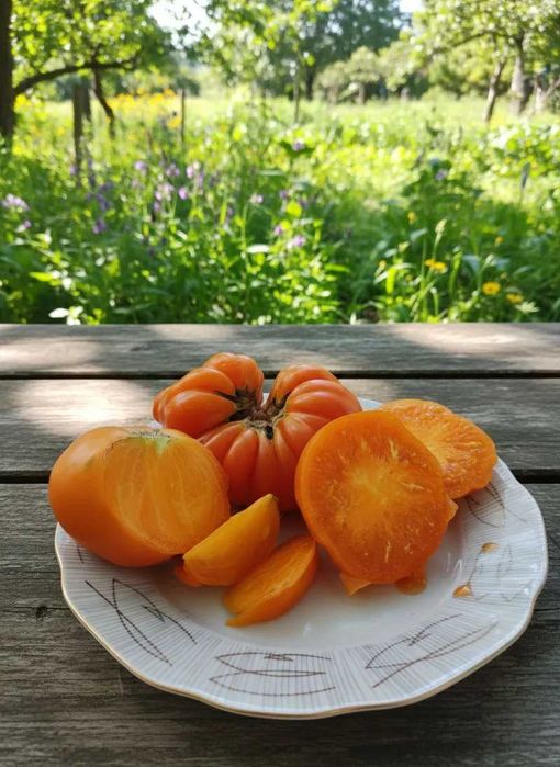 Стари сортове домати семена - BalkanSort