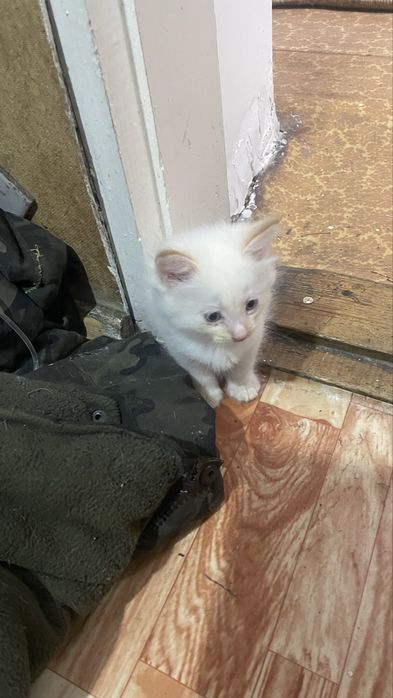 Отдам котят 2 мальчика