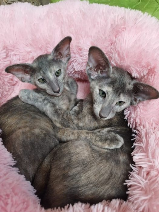 ВЫСОКОПОРОДНЫЕ! Ориентальные котята